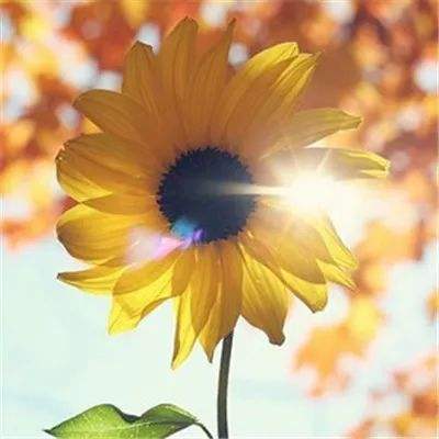 乐发彩票APP下载下载手机版